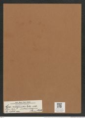 Coscinodiscus intermedius (Grun.) Rattr. (de-Toni-Nr.: Genus 202, Species 4966) Zeichnungen Sammlung Grunow Mappe 04783 (Herbarium_W_Grunow_drawings_Folder_04783)